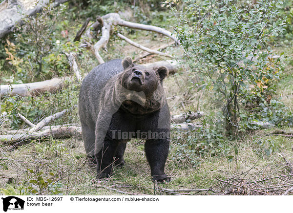 Europischer Braunbr / brown bear / MBS-12697