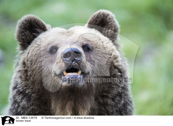 brown bear / MBS-13676