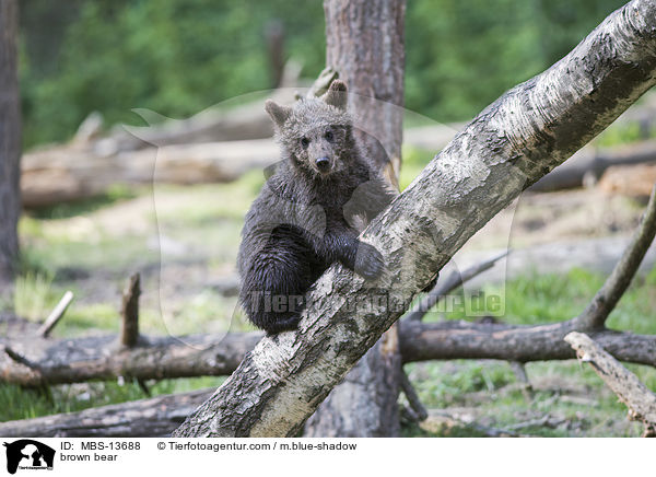 Europischer Braunbr / brown bear / MBS-13688