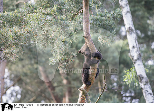 Europ�ischer Braunb�r / brown bear / MBS-13696