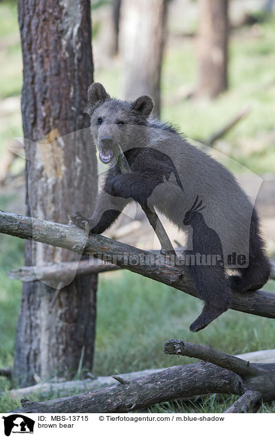 Europischer Braunbr / brown bear / MBS-13715