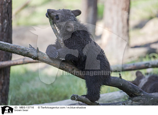 Europ�ischer Braunb�r / brown bear / MBS-13716