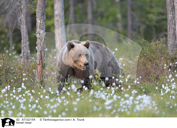 brown bear / AT-02154