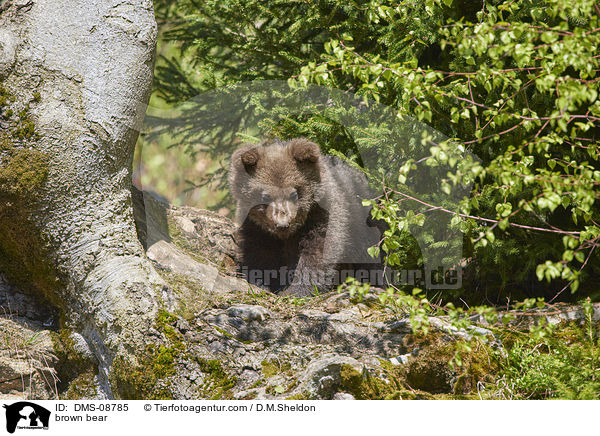 Europischer Braunbr / brown bear / DMS-08785