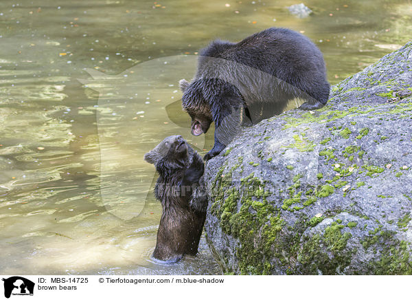 brown bears / MBS-14725