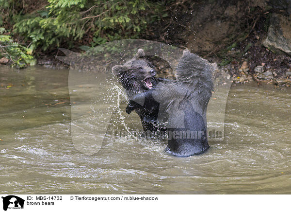 brown bears / MBS-14732