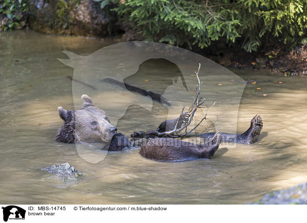 brown bear / MBS-14745