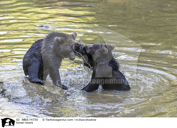 brown bears / MBS-14750