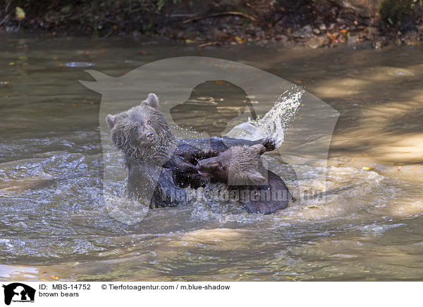 brown bears / MBS-14752