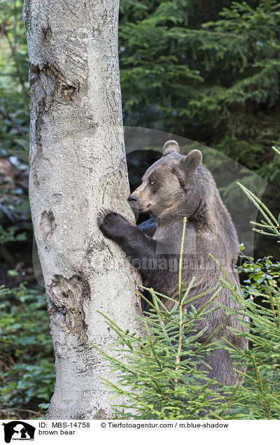 brown bear / MBS-14758