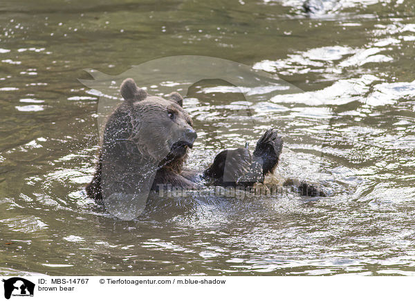 brown bear / MBS-14767