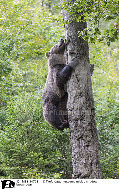 brown bear / MBS-14768