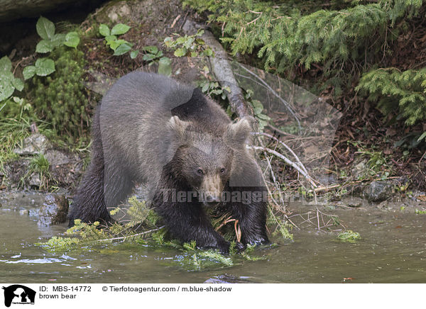 Europischer Braunbr / brown bear / MBS-14772