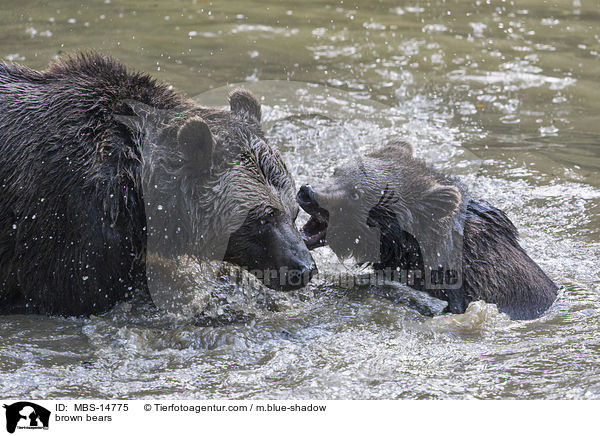 brown bears / MBS-14775