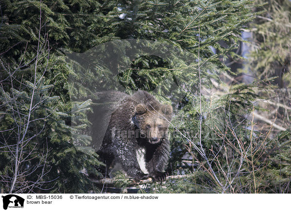 brown bear / MBS-15036