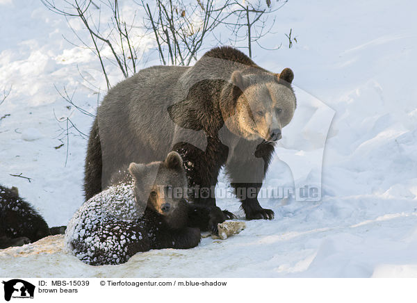 Europische Braunbren / brown bears / MBS-15039