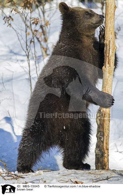 brown bear / MBS-15045