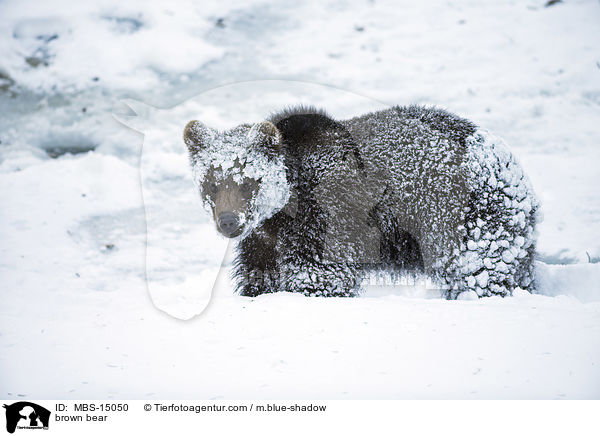 brown bear / MBS-15050