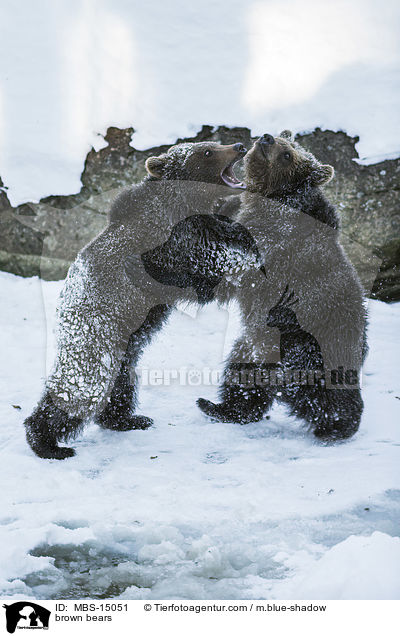 brown bears / MBS-15051