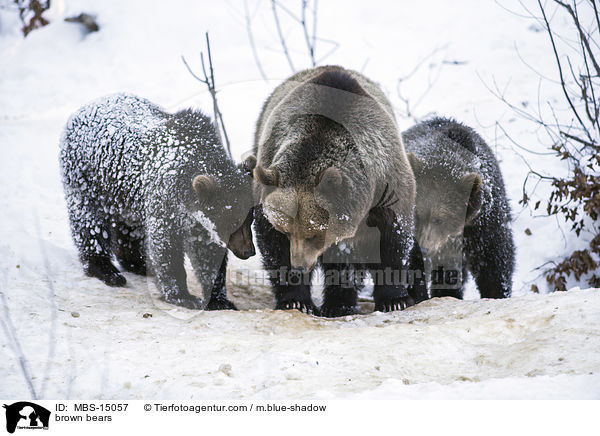 brown bears / MBS-15057