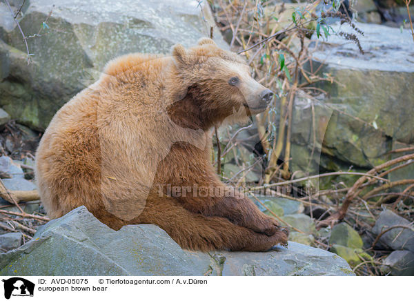 european brown bear / AVD-05075
