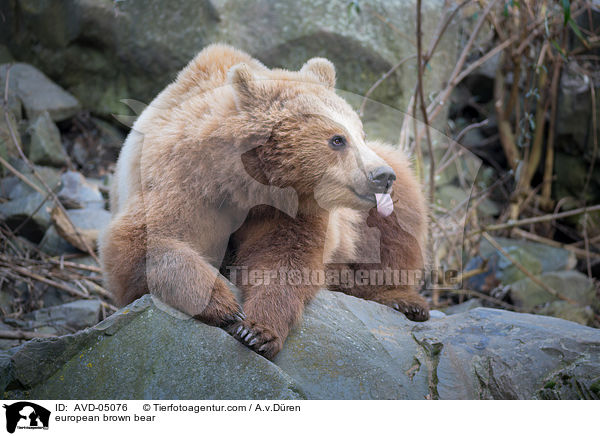 european brown bear / AVD-05076
