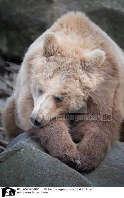 Europischer Braunbr / european brown bear / AVD-05081
