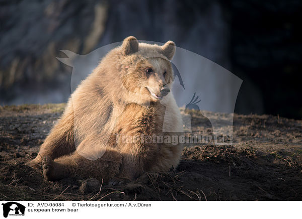 european brown bear / AVD-05084
