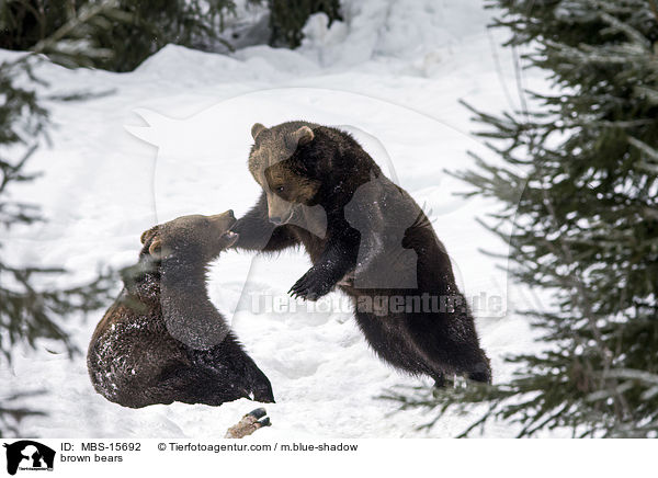 brown bears / MBS-15692