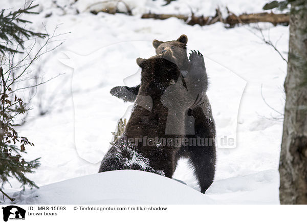 brown bears / MBS-15693
