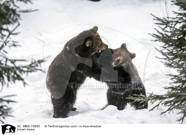 Europische Braunbren / brown bears / MBS-15695