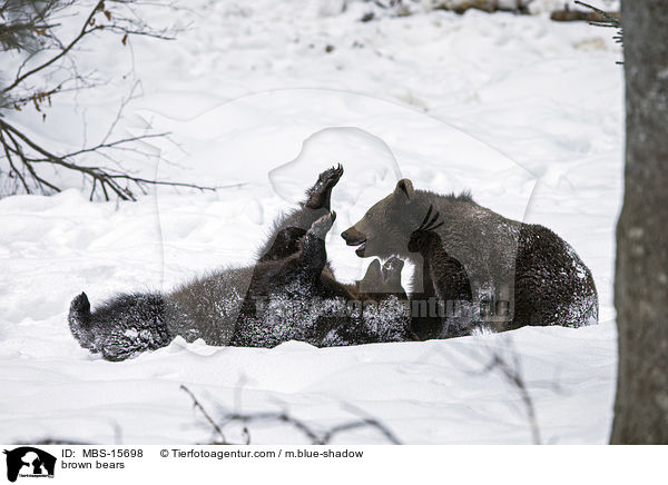 brown bears / MBS-15698