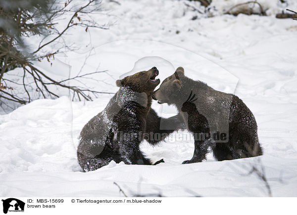 Europische Braunbren / brown bears / MBS-15699