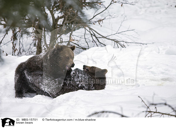 Europische Braunbren / brown bears / MBS-15701