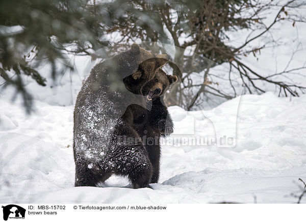 brown bears / MBS-15702