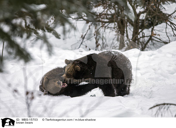 brown bears / MBS-15703