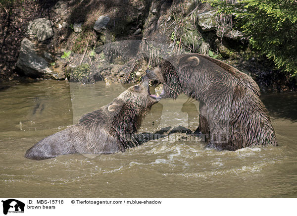 Europische Braunbren / brown bears / MBS-15718