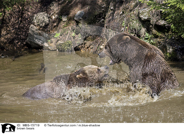 Europische Braunbren / brown bears / MBS-15719