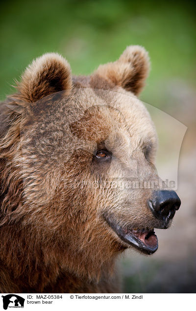 Europischer Braunbr / brown bear / MAZ-05384