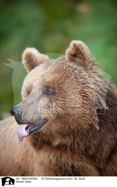 Europischer Braunbr / brown bear / MAZ-05392