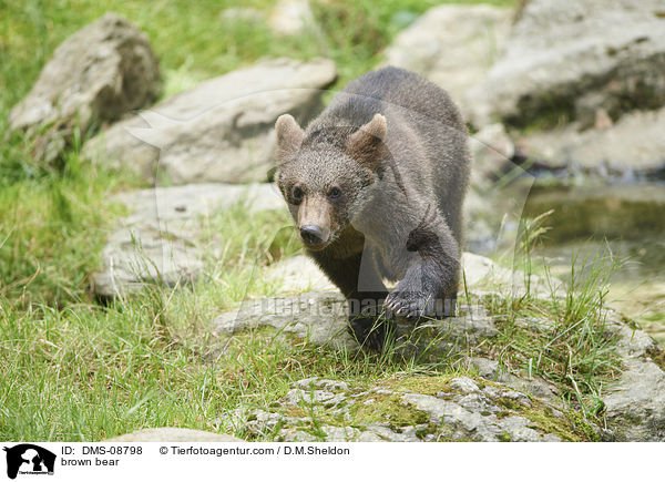 brown bear / DMS-08798