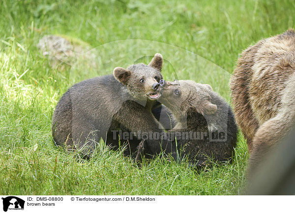 brown bears / DMS-08800