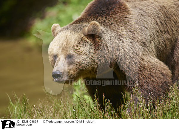 brown bear / DMS-08837