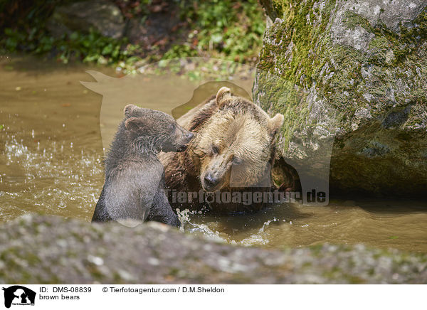 brown bears / DMS-08839