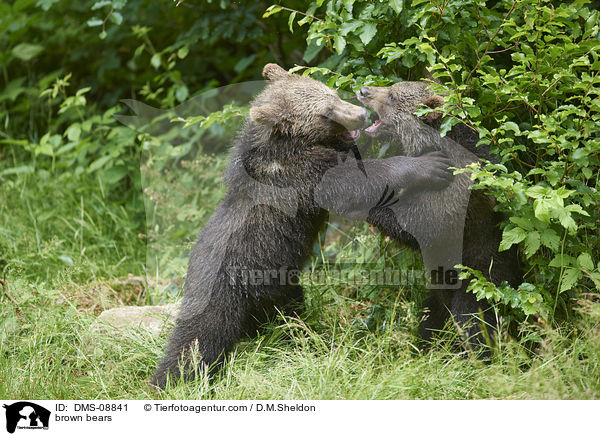 brown bears / DMS-08841