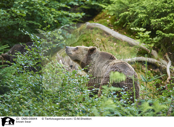 Europischer Braunbr / brown bear / DMS-08844