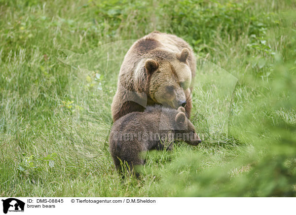 brown bears / DMS-08845