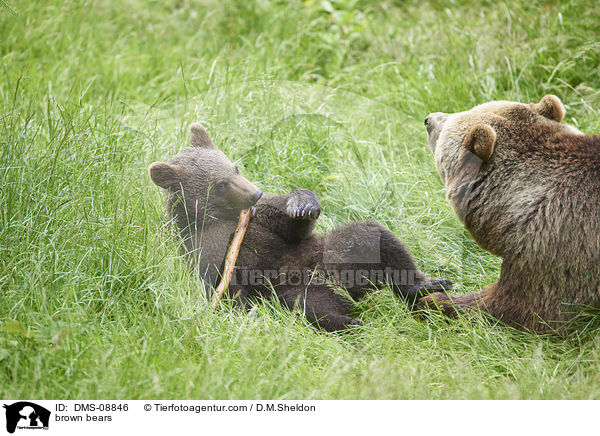 brown bears / DMS-08846
