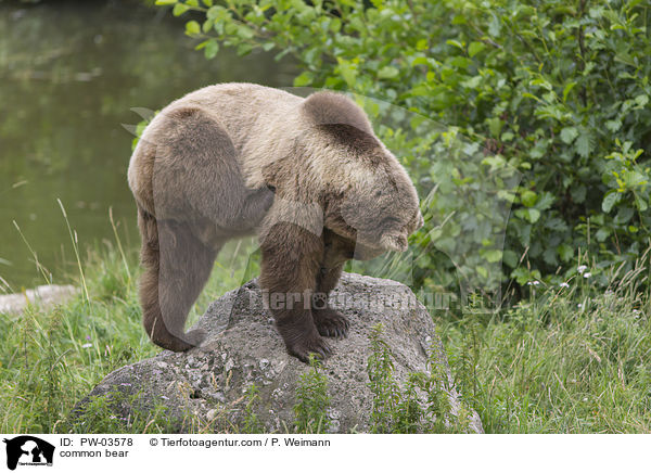 Europischer Braunbr / common bear / PW-03578