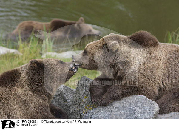 Europische Braunbren / common bears / PW-03585